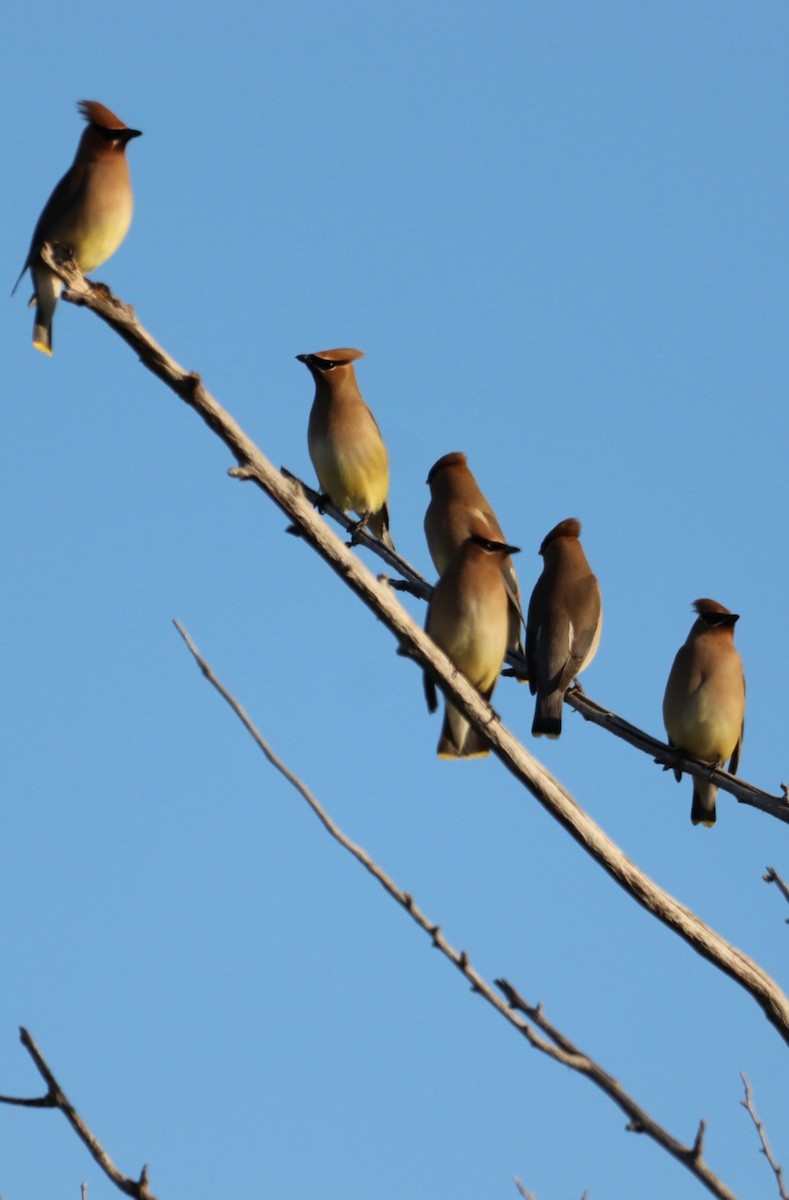 Cedar Waxwing - ML619257503