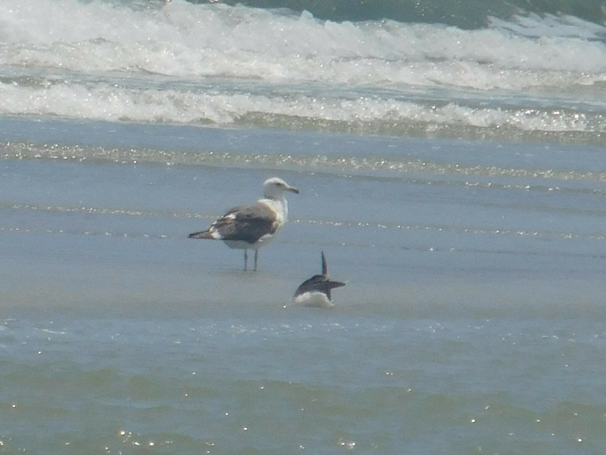 Great Black-backed Gull - Erin Henson