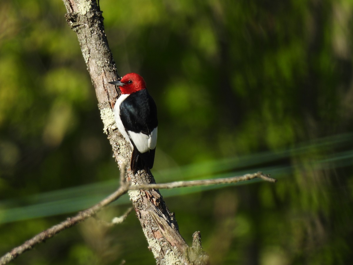 Red-headed Woodpecker - Irene Cody