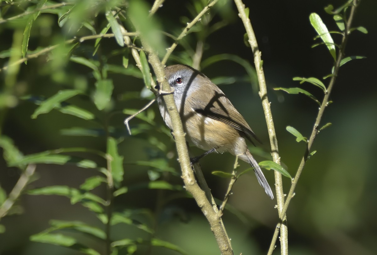 Brown Gerygone - Anthony Katon