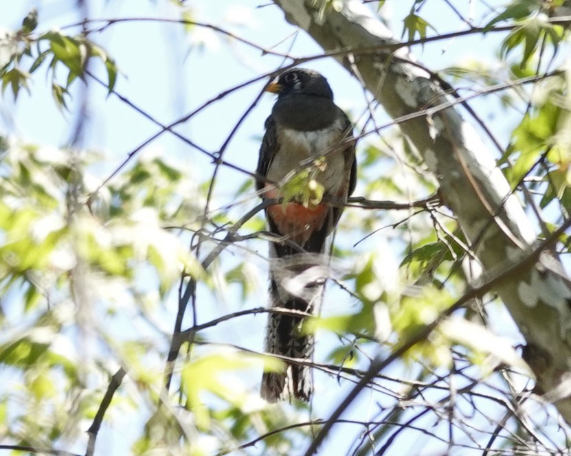 Elegant Trogon - Cathy Beck