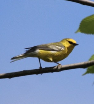 Blue-winged Warbler - Edward M