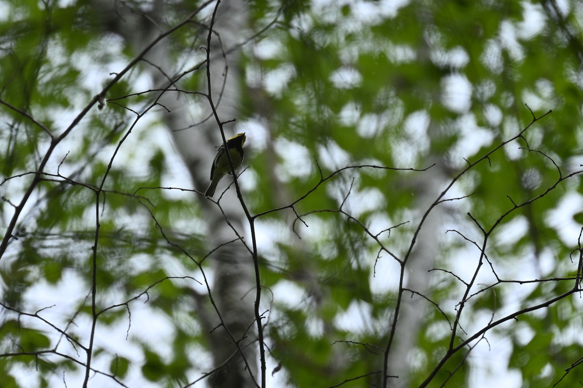 Black-throated Green Warbler - france dallaire