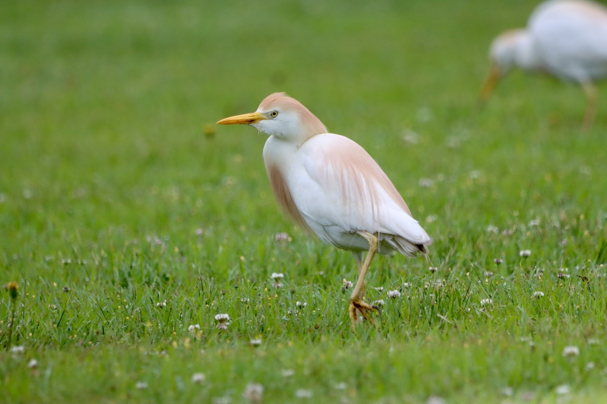 Western Cattle Egret - Jo VerMulm