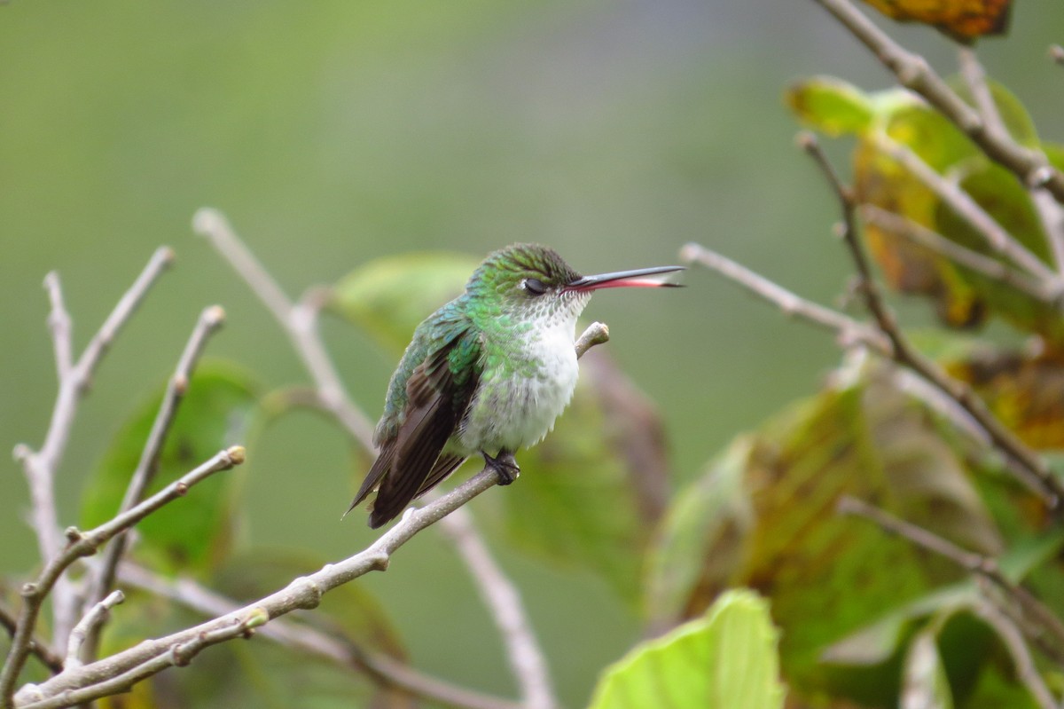 White-bellied Hummingbird - ML619257577