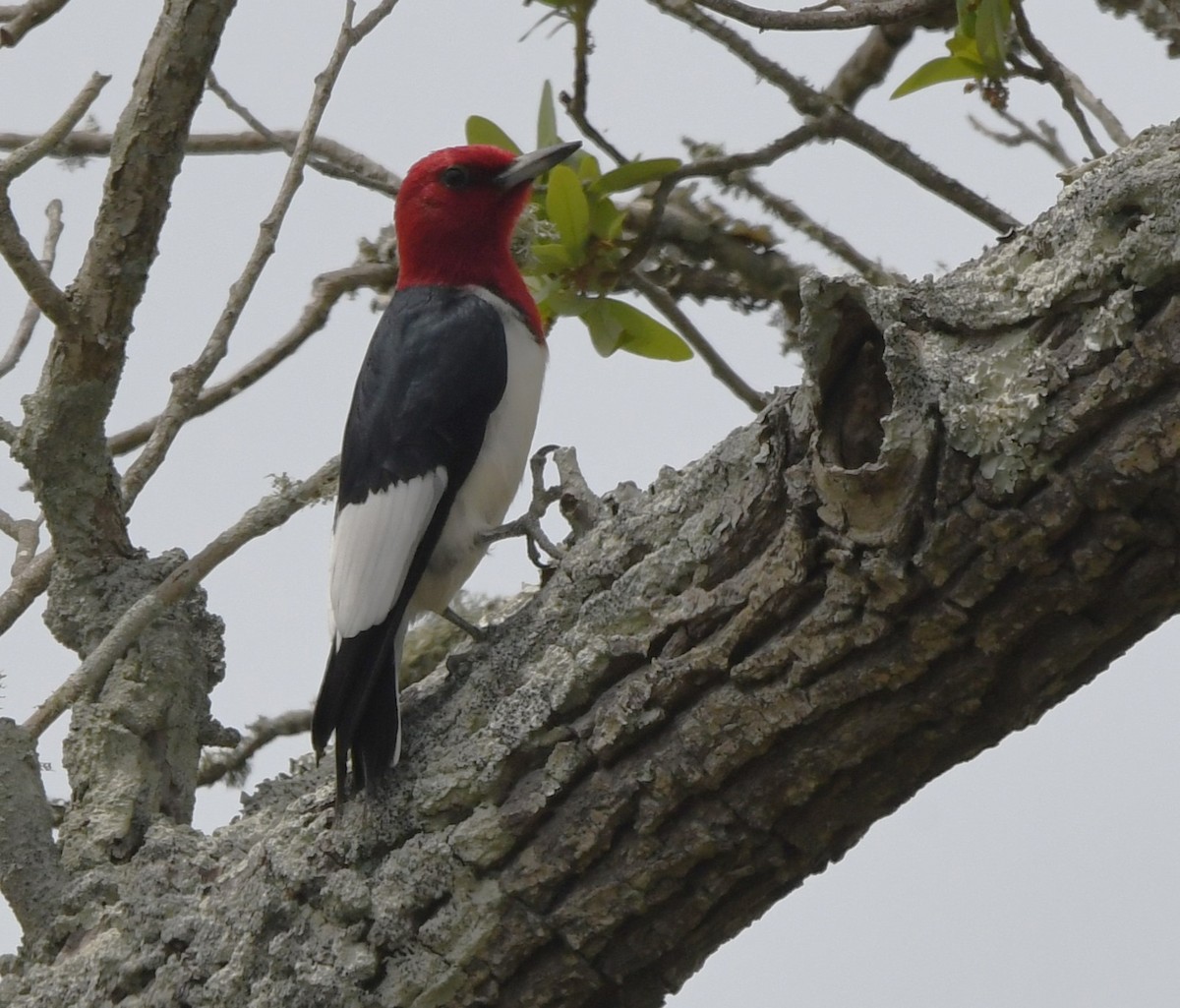 Red-headed Woodpecker - David True