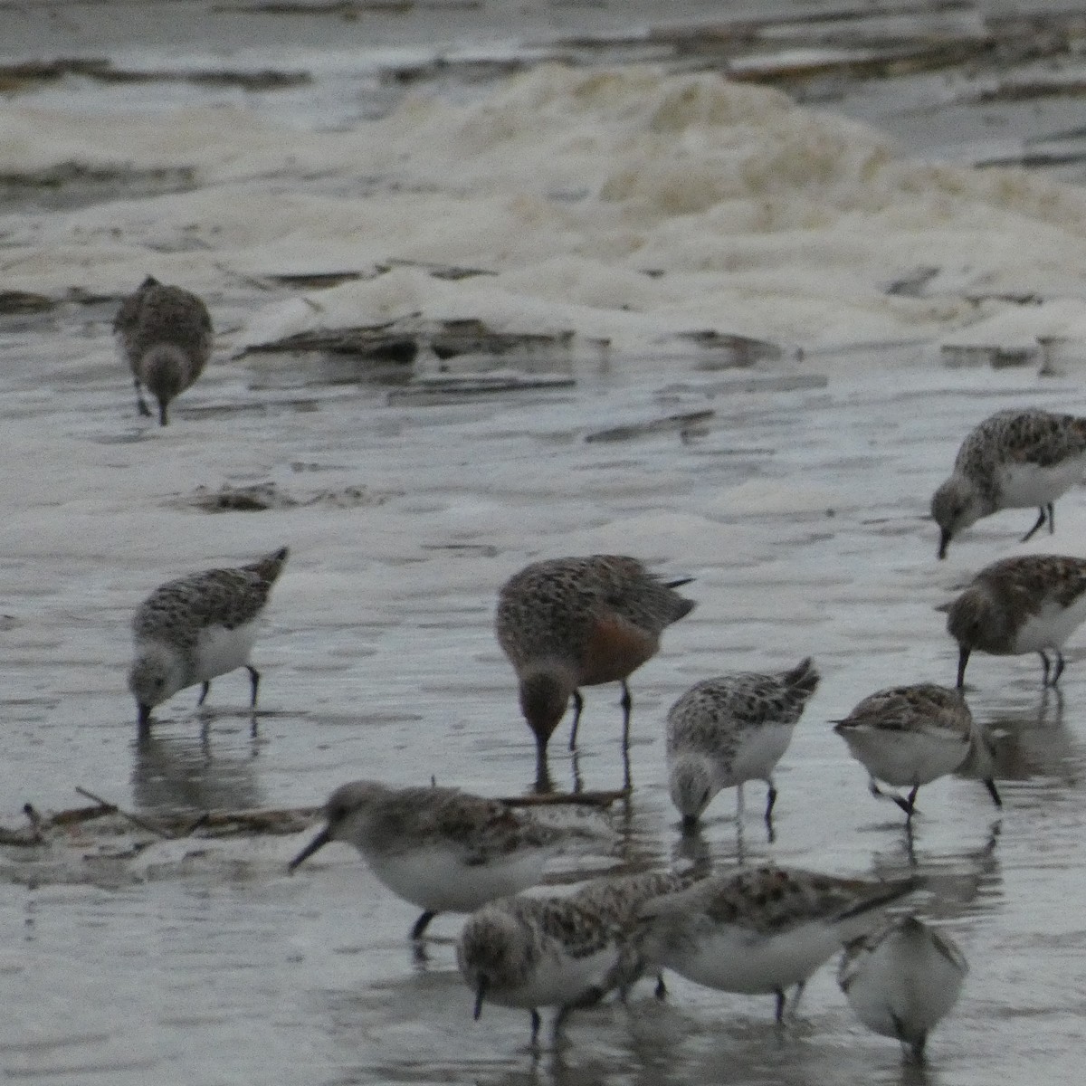 Red Knot - ML619257588