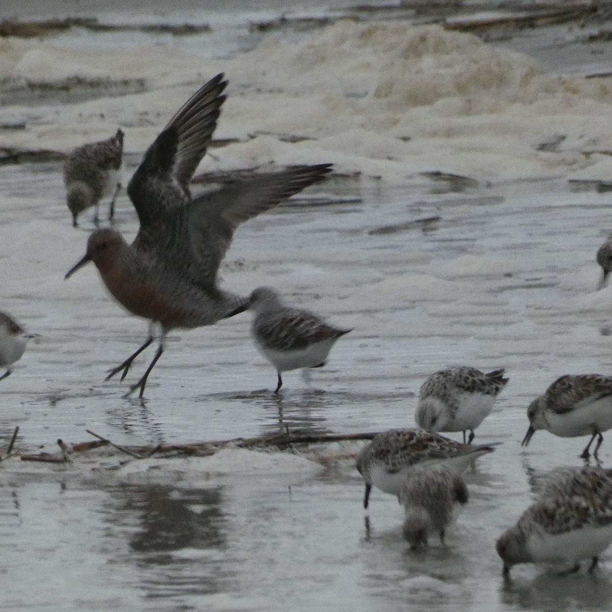 Red Knot - Derek Dunnett