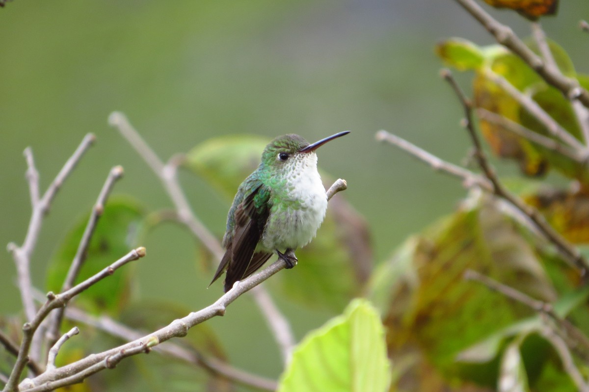 White-bellied Hummingbird - Gary Prescott