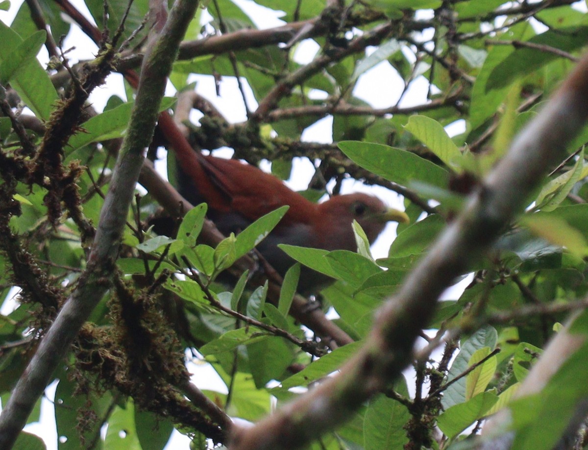 Squirrel Cuckoo - ML619257591