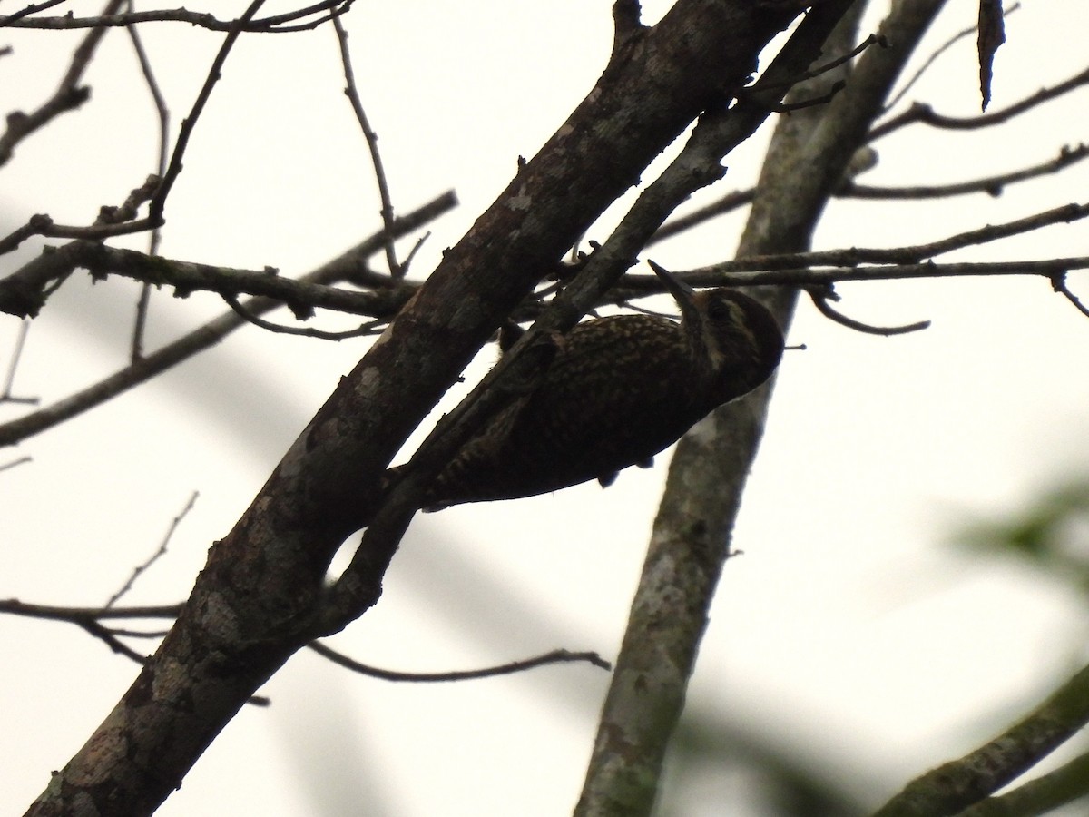 White-spotted Woodpecker - Maria Lujan Solis