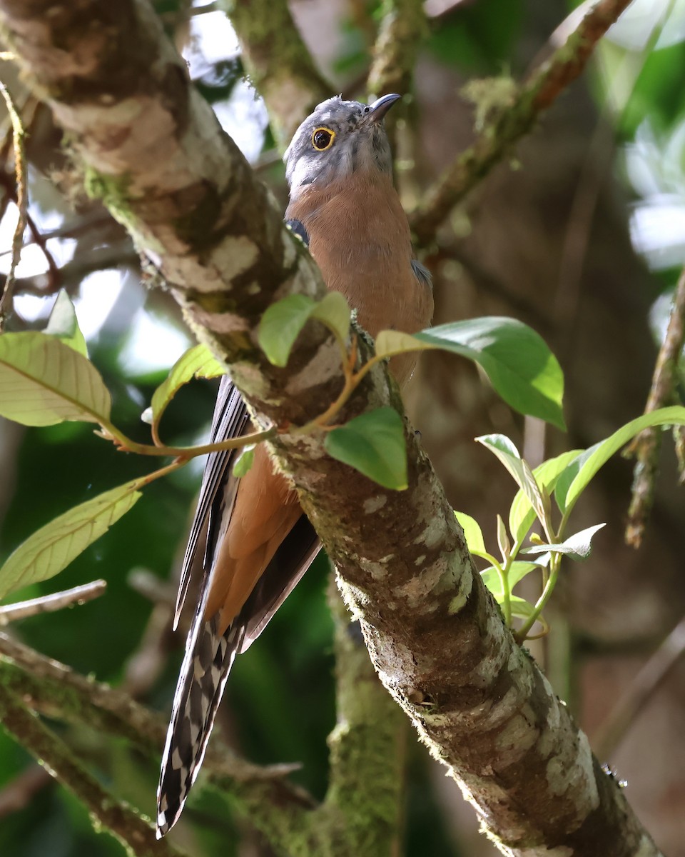 Fan-tailed Cuckoo - ML619257618