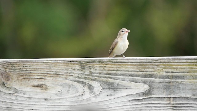 Warbling Vireo - ML619257634