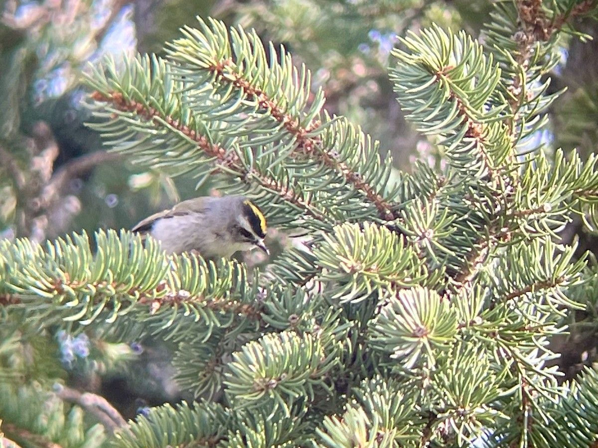 Golden-crowned Kinglet - Jocelyn Rawleigh