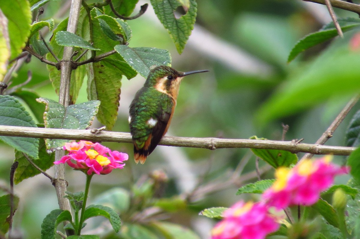 White-bellied Woodstar - Gary Prescott