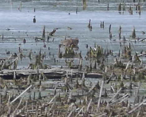 Short-billed Dowitcher - David Kennedy