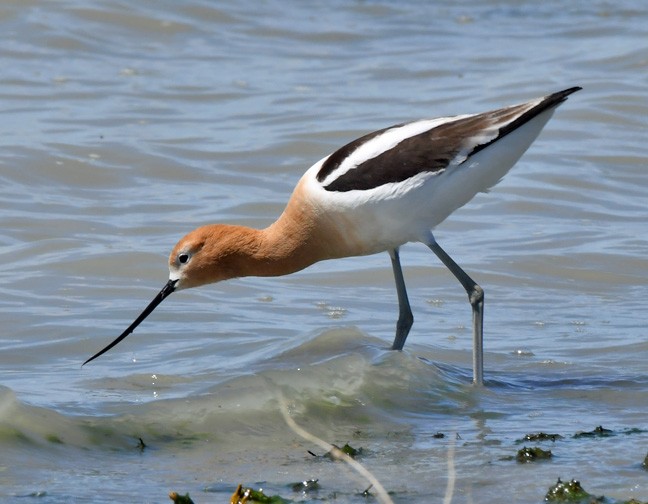 American Avocet - Denny Granstrand