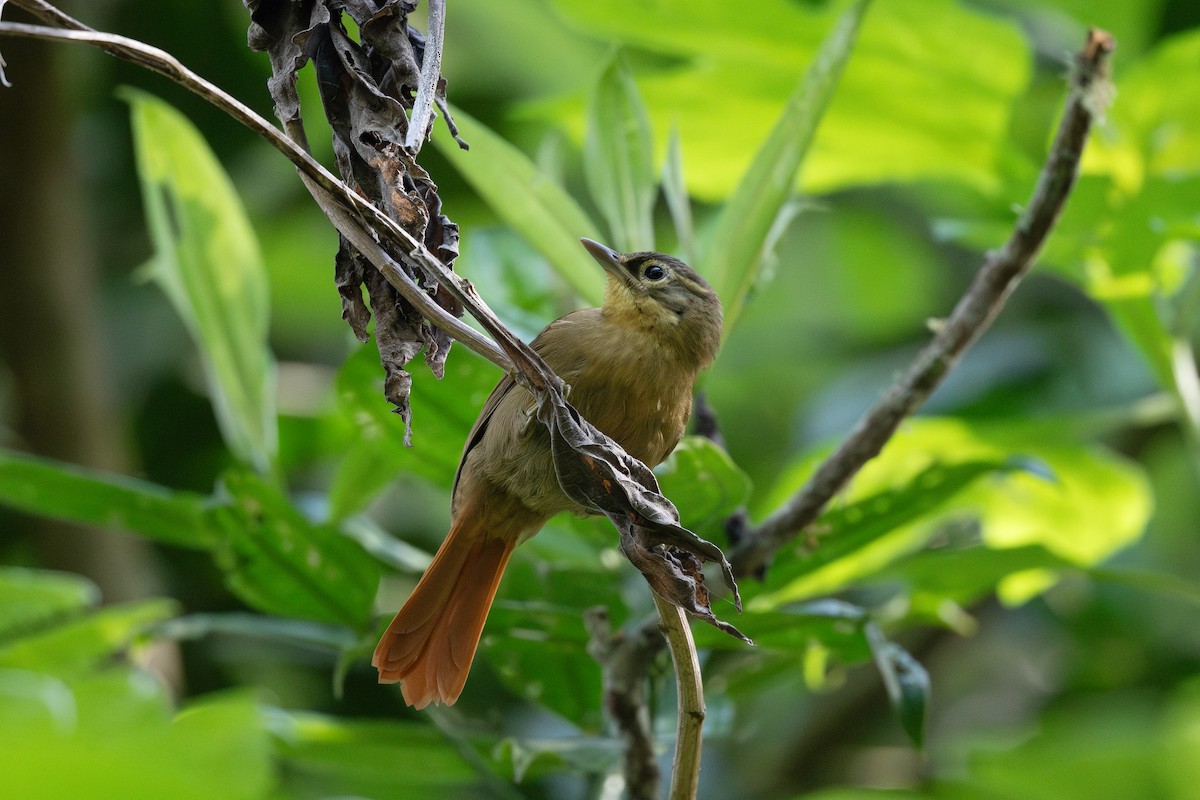 Montane Foliage-gleaner - Steve Heinl