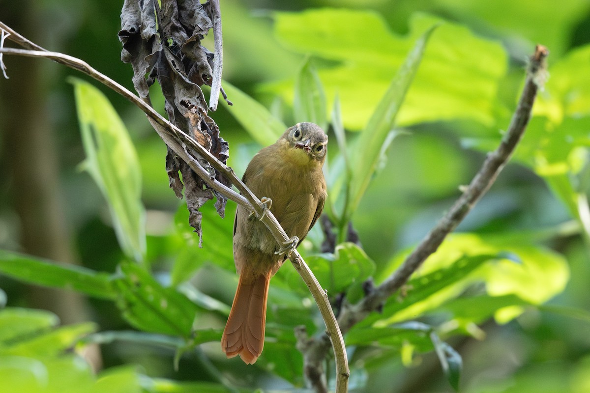 Montane Foliage-gleaner - Steve Heinl