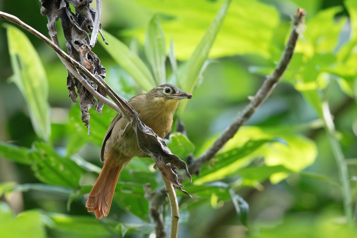 Montane Foliage-gleaner - Steve Heinl