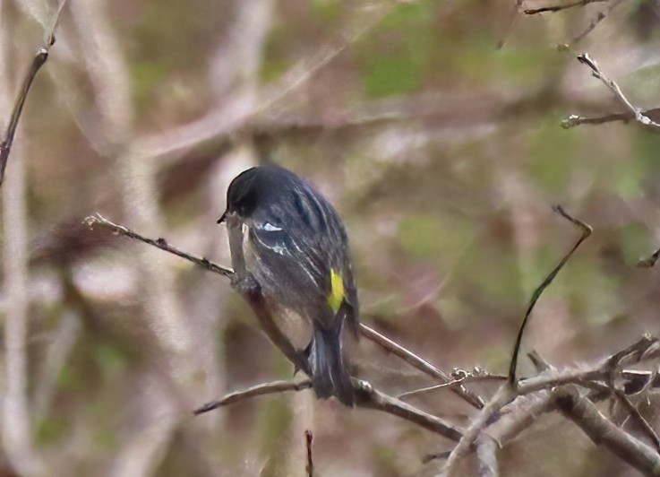 Yellow-rumped Warbler - Mary Conant