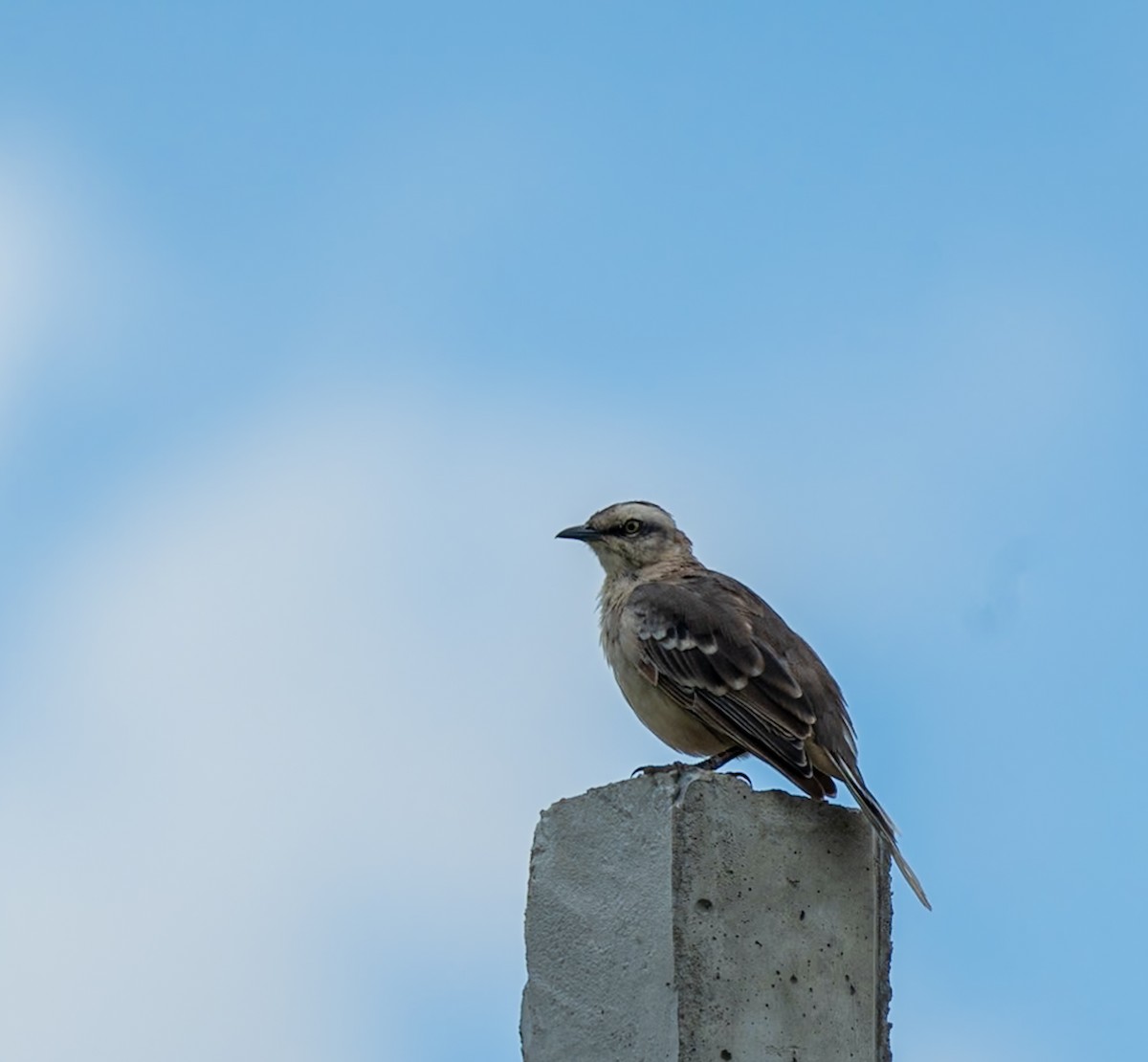 Chalk-browed Mockingbird - ML619257662