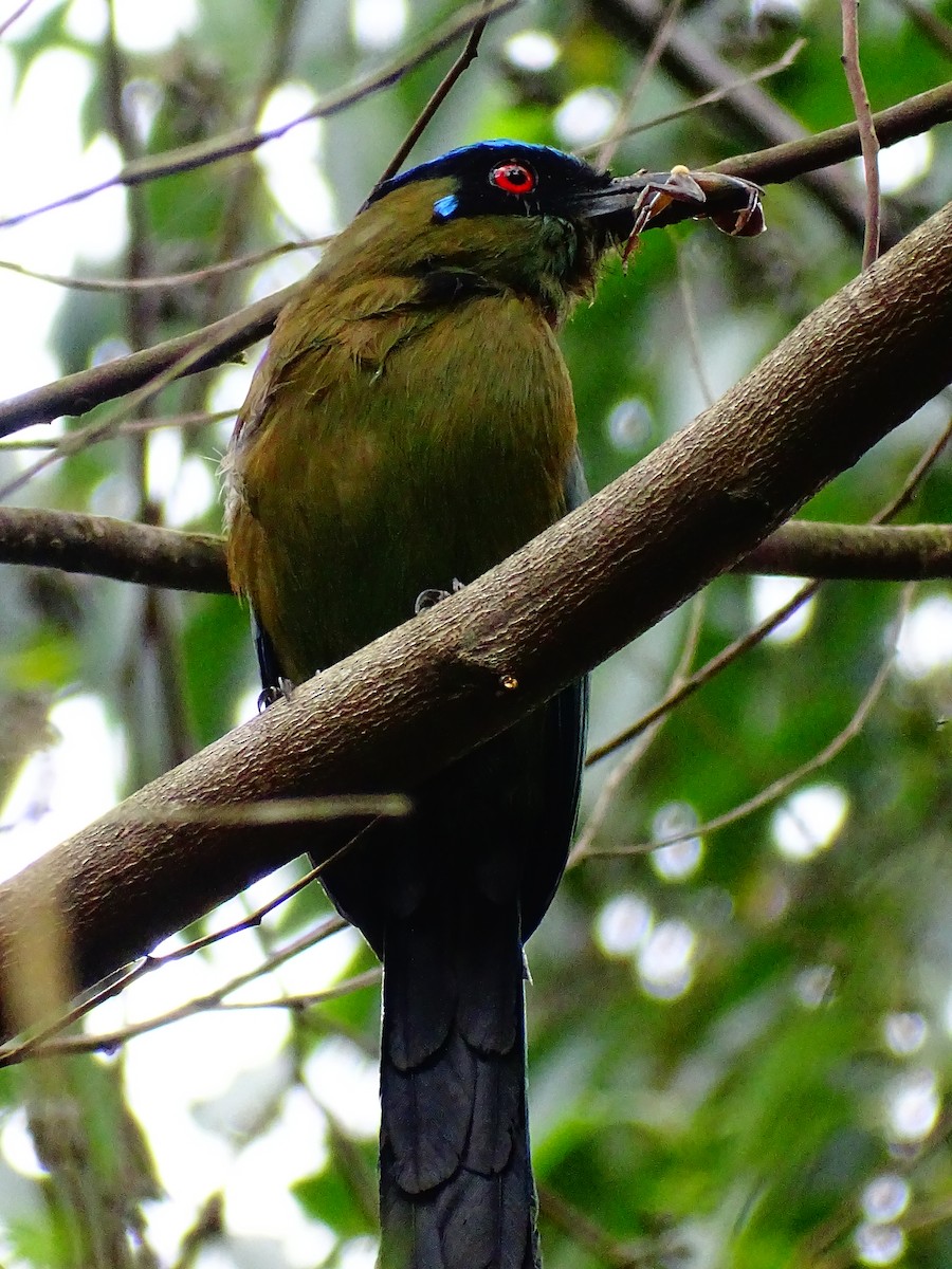 Andean Motmot - Hugo Benjumea