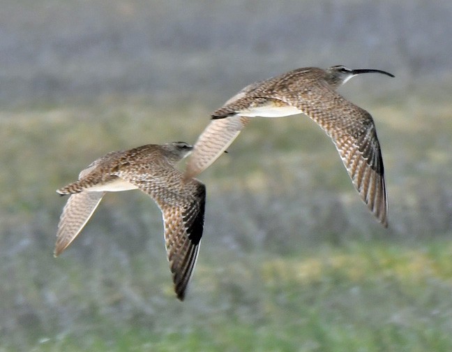 Whimbrel - Denny Granstrand