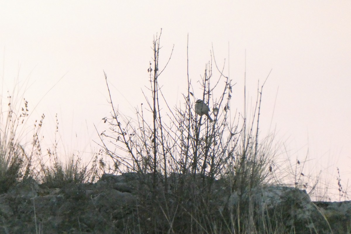 Striped Sparrow - Taylor Yarborough