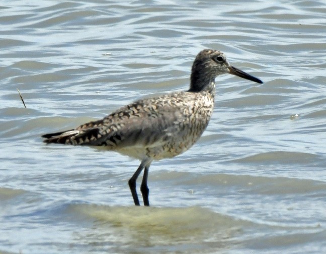 Willet - ML619257696