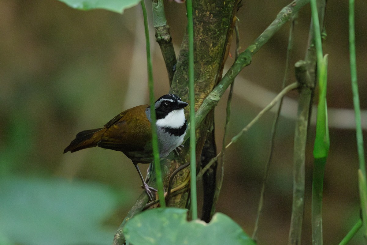 Sierra Nevada Brushfinch - ML619257699