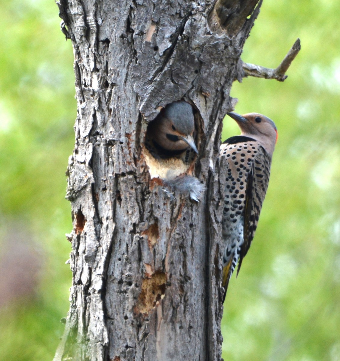 Northern Flicker - Wendy Skirrow