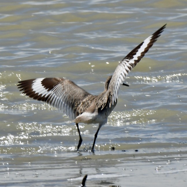 Willet - Denny Granstrand