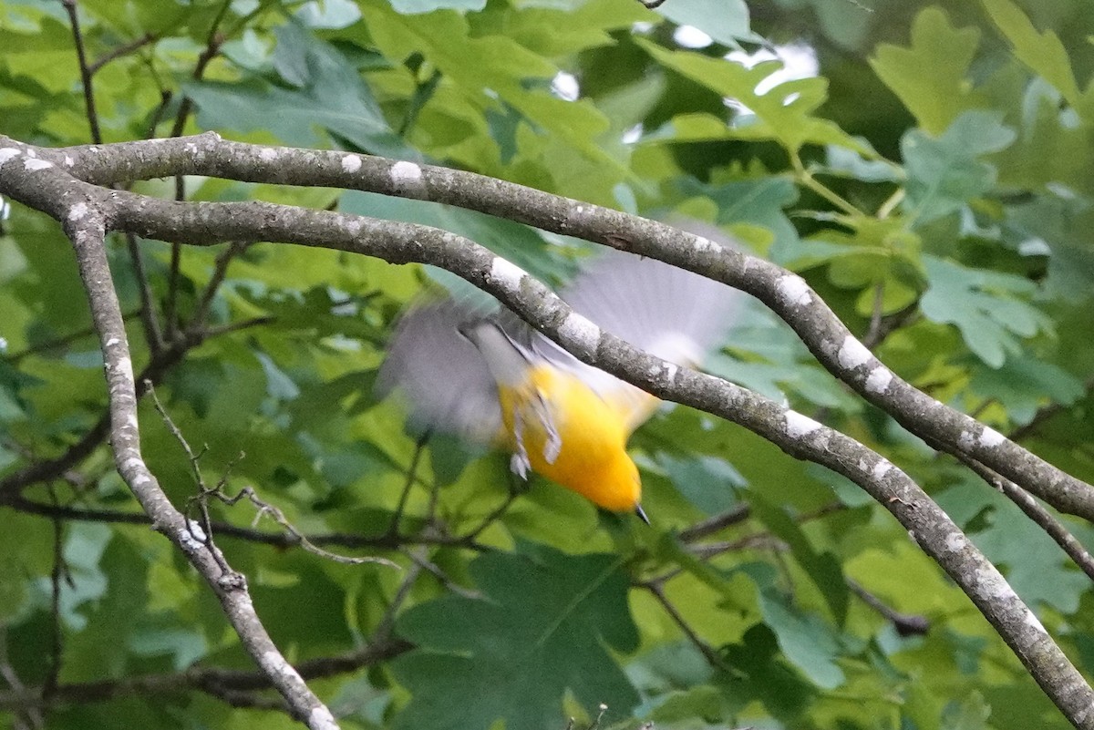 Prothonotary Warbler - David Rubenstein