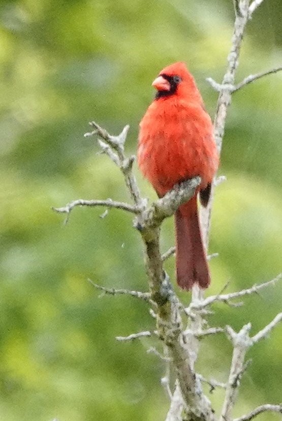 Northern Cardinal - David Rubenstein