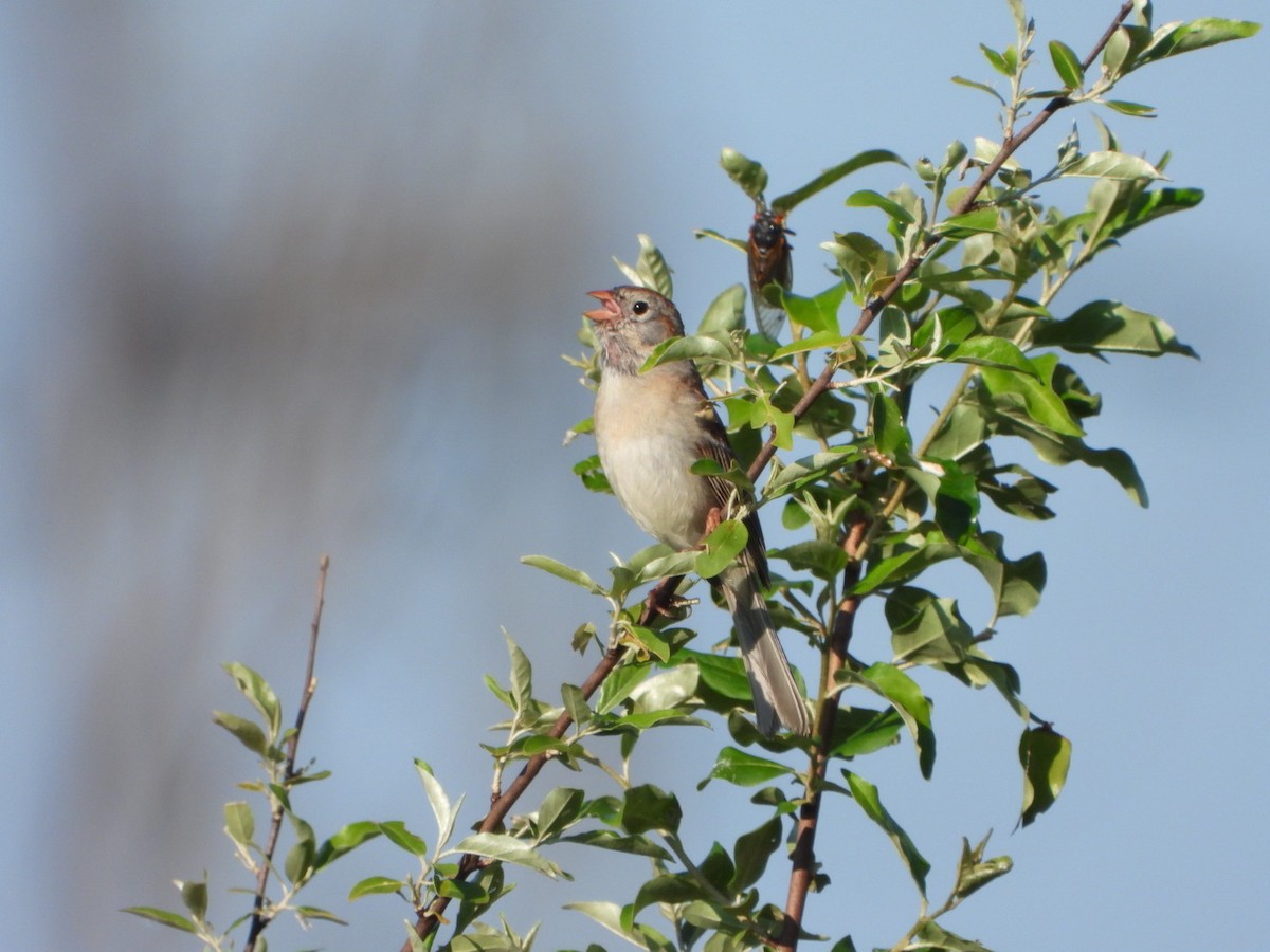 Field Sparrow - Patrick Heeney