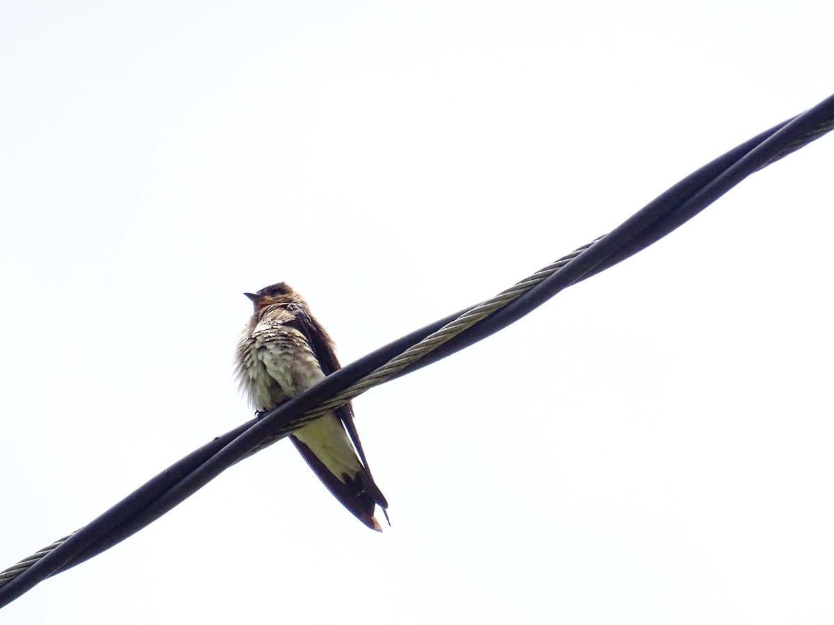 Southern Rough-winged Swallow - Hugo Benjumea