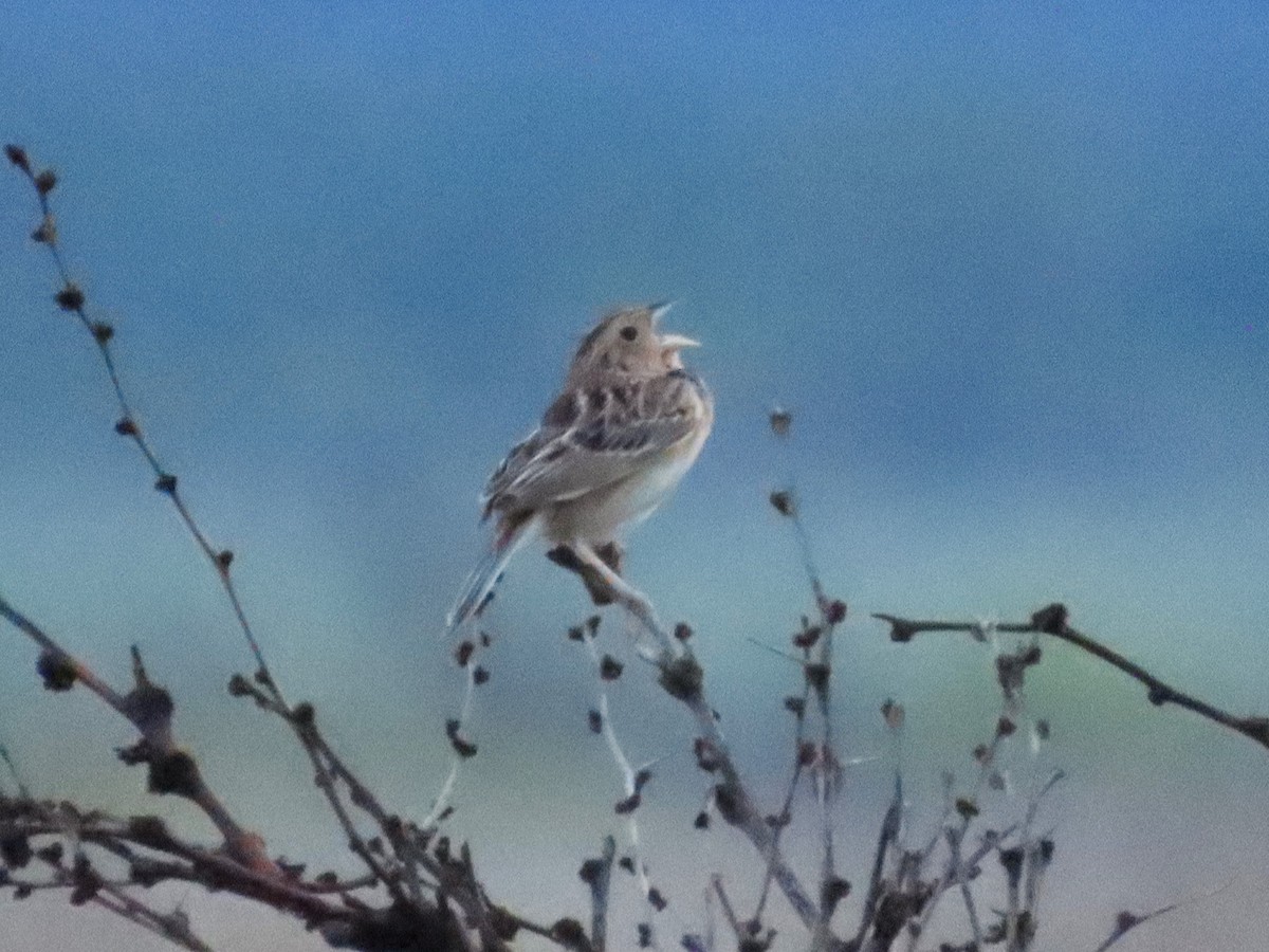 Grasshopper Sparrow - Teresa Noel