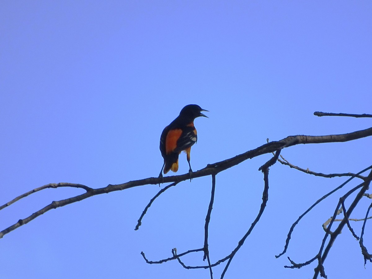 Oriole de Baltimore - ML619257777