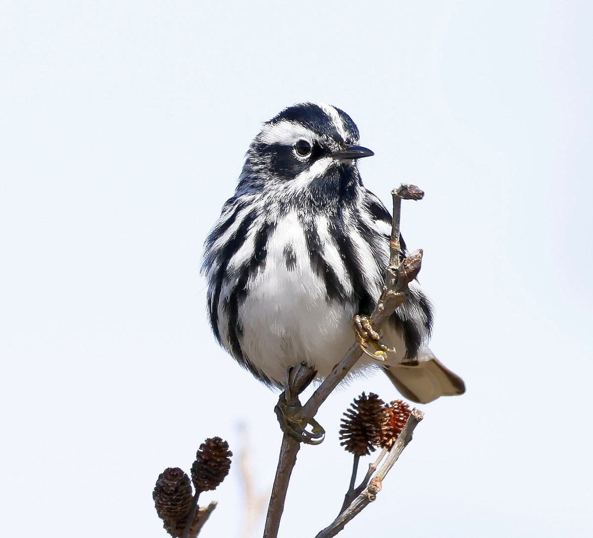 Black-and-white Warbler - Charles Fitzpatrick