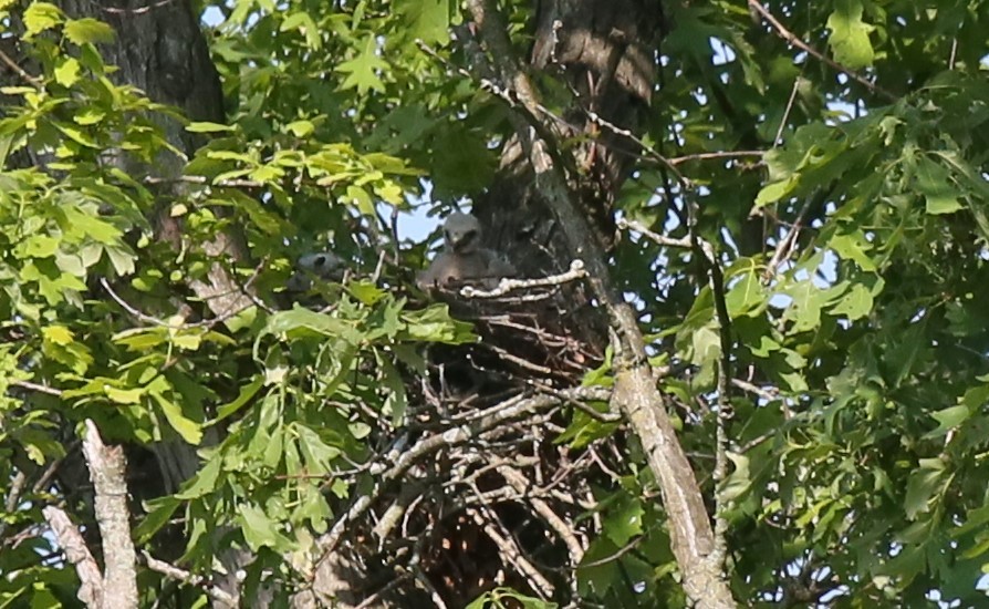 Red-tailed Hawk - Ron Sempier