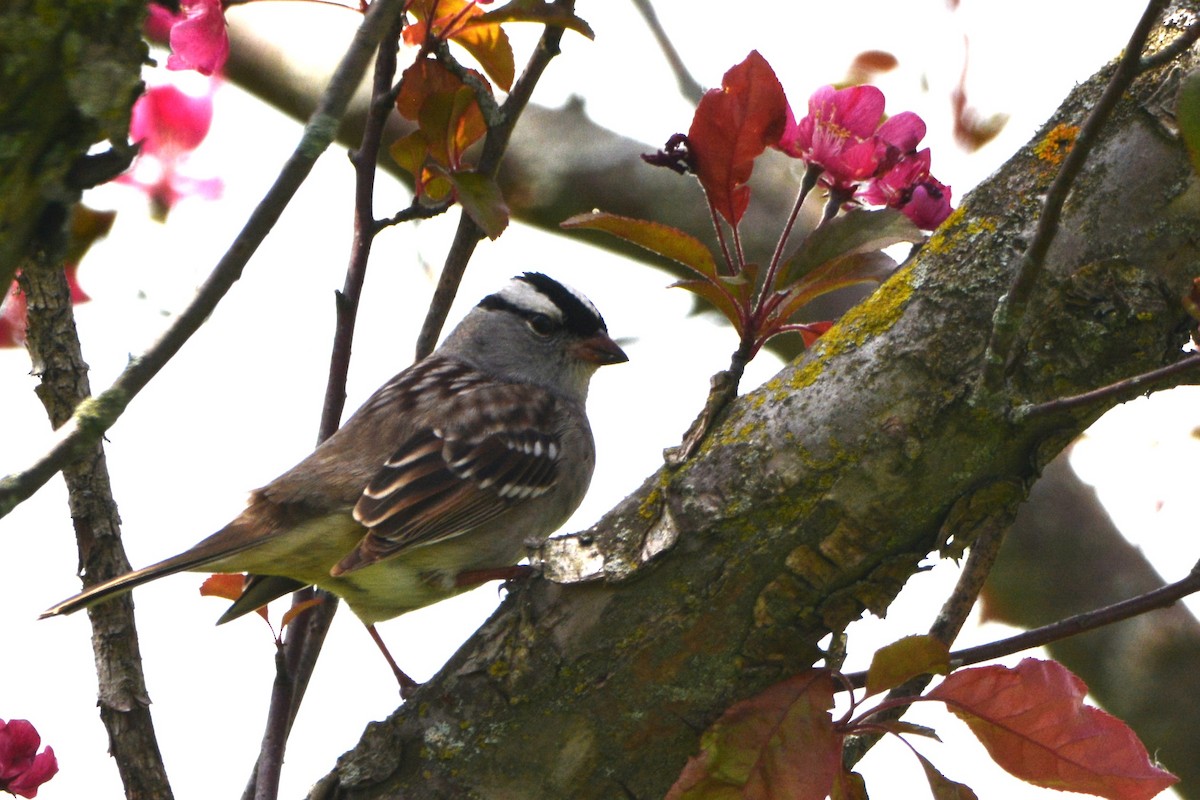 White-crowned Sparrow - Wendy Skirrow