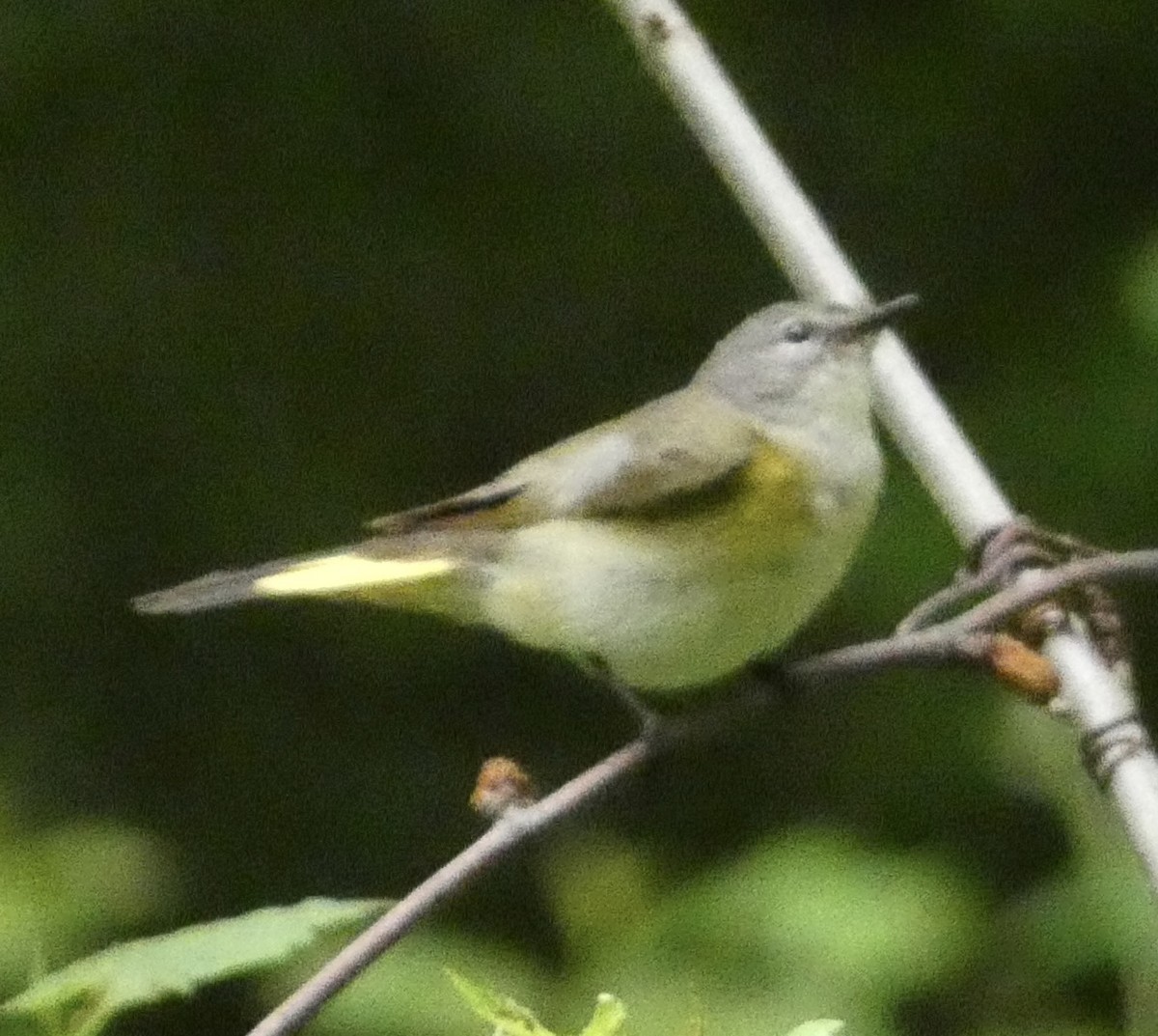 American Redstart - Abigail Hellman