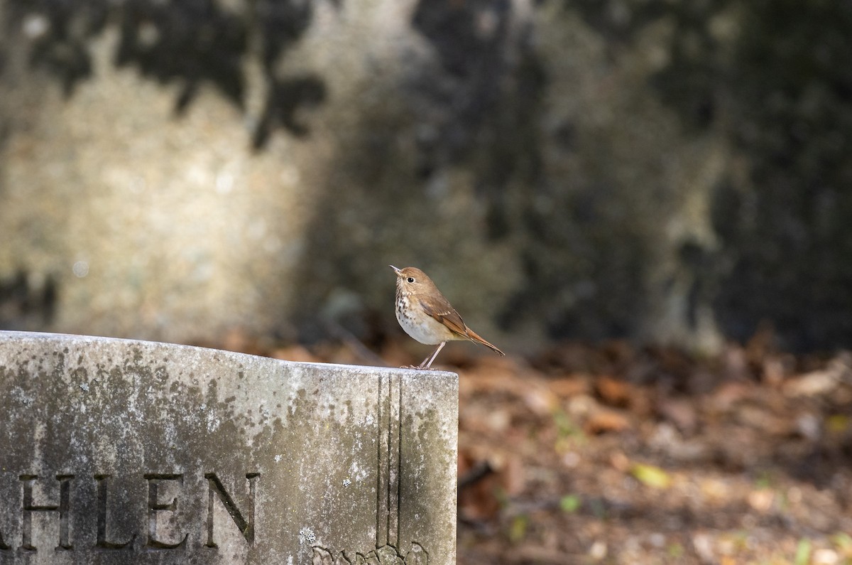 Hermit Thrush - ML619257813