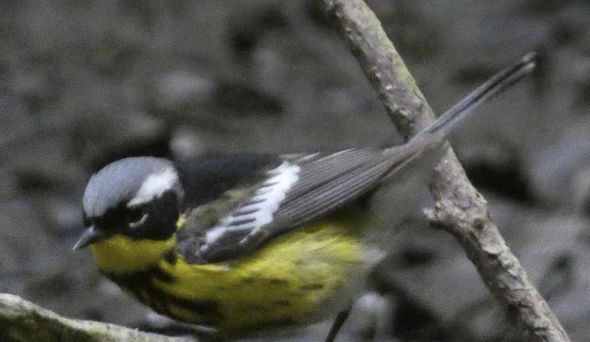 Magnolia Warbler - Abigail Hellman