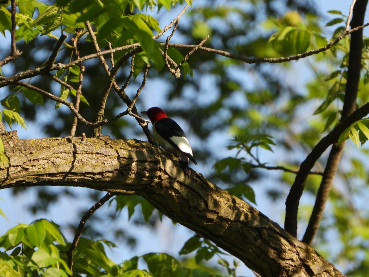 Red-headed Woodpecker - ML619257819