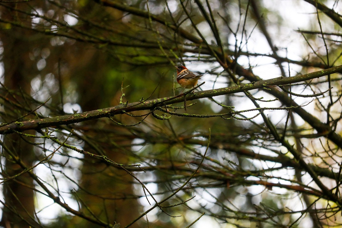Bay-breasted Warbler - Aidan Mutschler