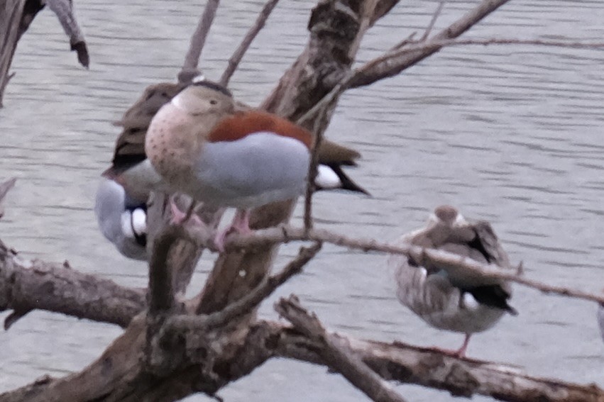 Ringed Teal - Alan Middleton