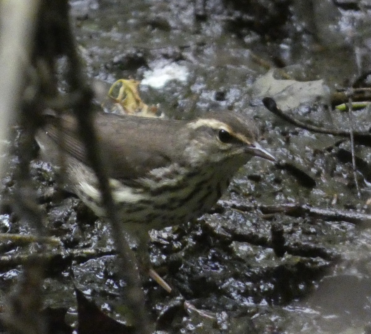 Northern Waterthrush - Abigail Hellman