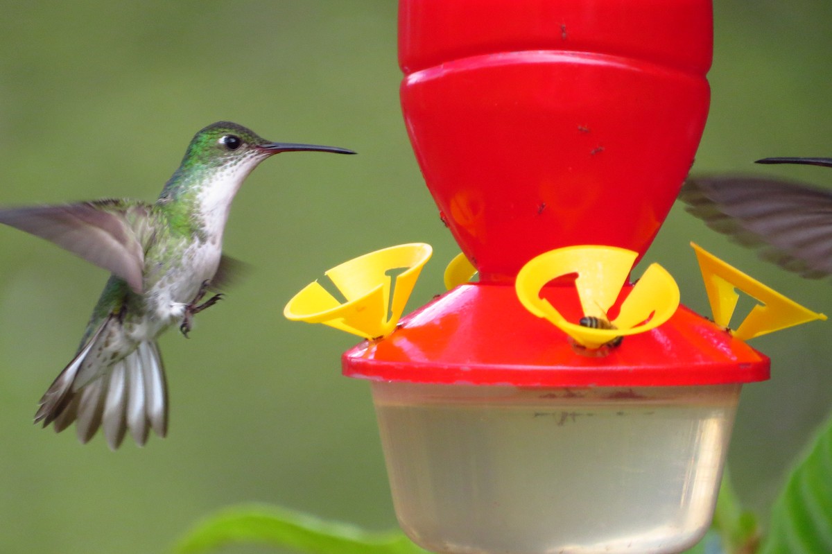 White-bellied Hummingbird - ML619257844